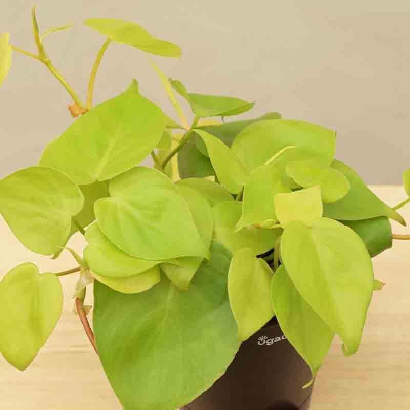 Buy Ugaoo Philodendron Oxycardium Golden Plant Live Plants from Vaaree