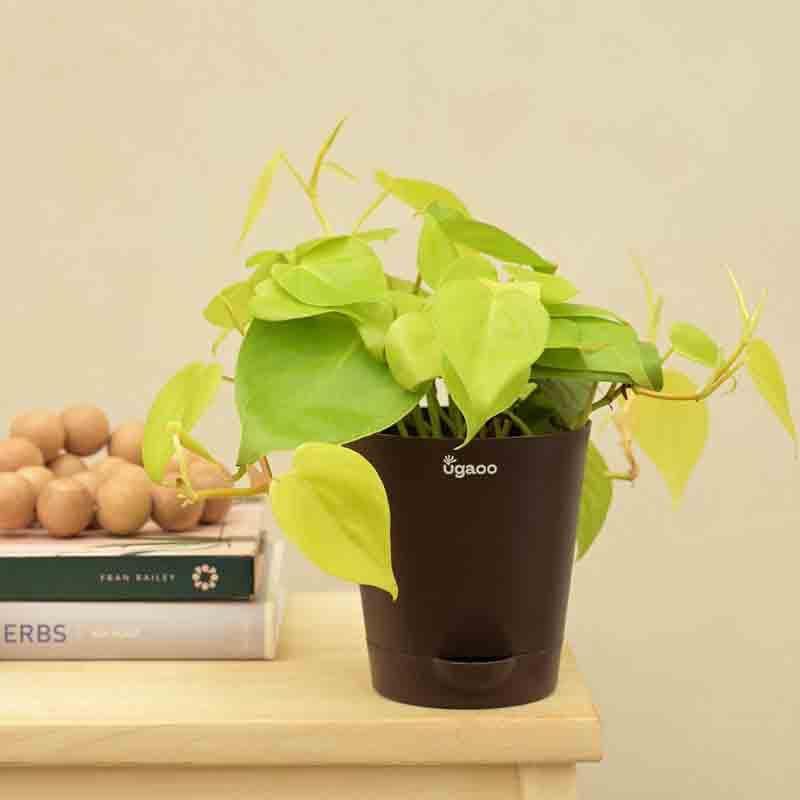 Buy Ugaoo Philodendron Oxycardium Golden Plant Live Plants from Vaaree