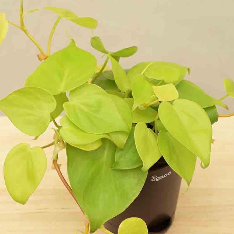 Buy Ugaoo Philodendron Oxycardium Golden Plant Live Plants from Vaaree