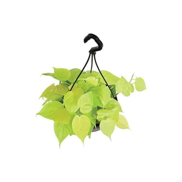 Buy Ugaoo Philodendron Oxycardium Golden with Hanging Pot Live Plants from Vaaree