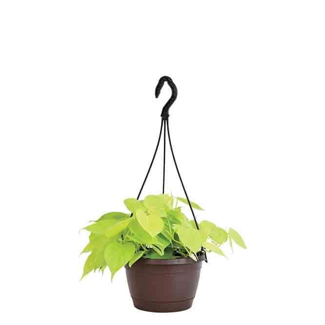 Buy Ugaoo Philodendron Oxycardium Golden with Hanging Pot Live Plants from Vaaree