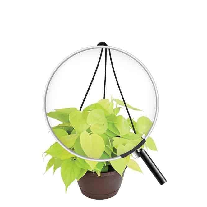 Buy Ugaoo Philodendron Oxycardium Golden with Hanging Pot Live Plants from Vaaree