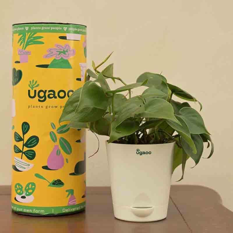 Buy Ugaoo Philodendron Oxycardium Green Plant Live Plants from Vaaree