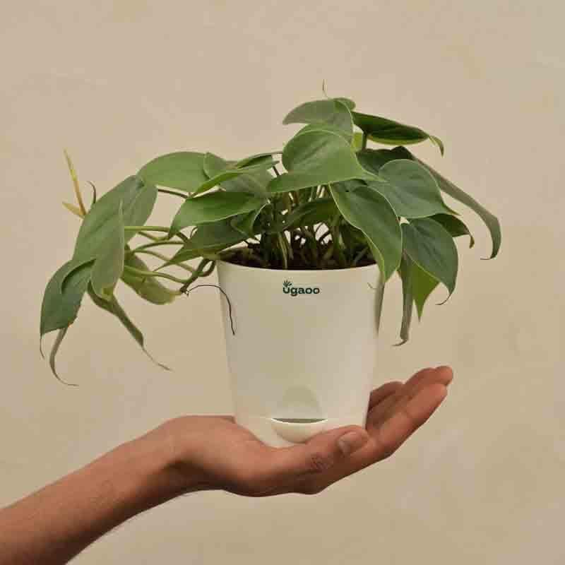 Buy Ugaoo Philodendron Oxycardium Green Plant Live Plants from Vaaree