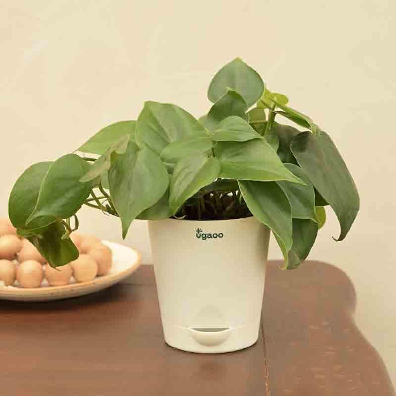 Buy Ugaoo Philodendron Oxycardium Green Plant Live Plants from Vaaree