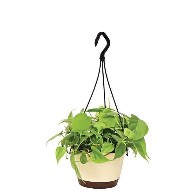 Buy Ugaoo Philodendron Oxycardium Green With Hanging Pot Live Plants from Vaaree