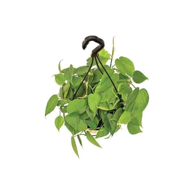 Buy Ugaoo Philodendron Oxycardium Green With Hanging Pot Live Plants from Vaaree