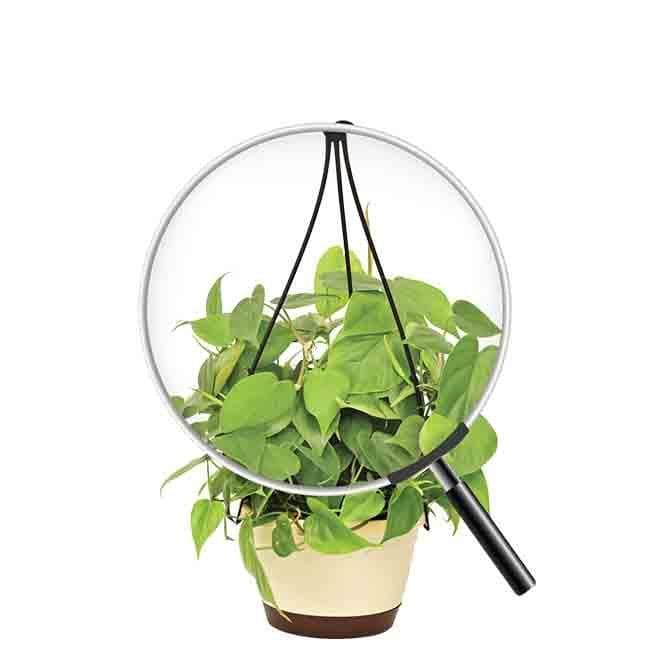 Buy Ugaoo Philodendron Oxycardium Green With Hanging Pot Live Plants from Vaaree