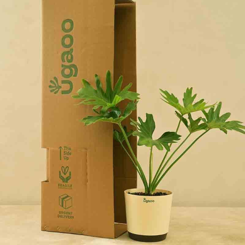 Buy Ugaoo Philodendron Selloum Plant Live Plants from Vaaree