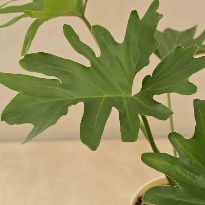 Buy Ugaoo Philodendron Selloum Plant Live Plants from Vaaree