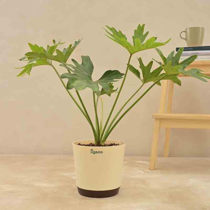 Buy Ugaoo Philodendron Selloum Plant Live Plants from Vaaree