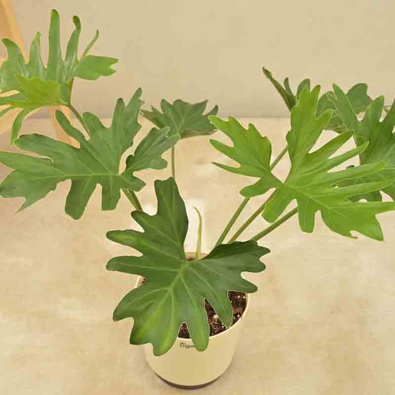 Buy Ugaoo Philodendron Selloum Plant Live Plants from Vaaree