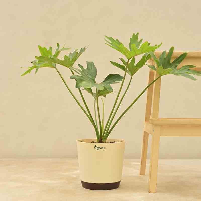 Buy Ugaoo Philodendron Selloum Plant Live Plants from Vaaree