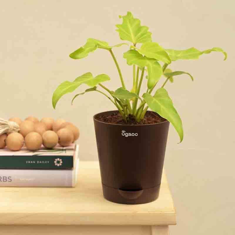 Buy Ugaoo Philodendron Xanadu Plant - Golden Live Plants from Vaaree