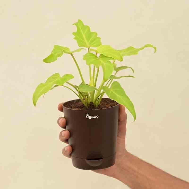 Buy Ugaoo Philodendron Xanadu Plant - Golden Live Plants from Vaaree