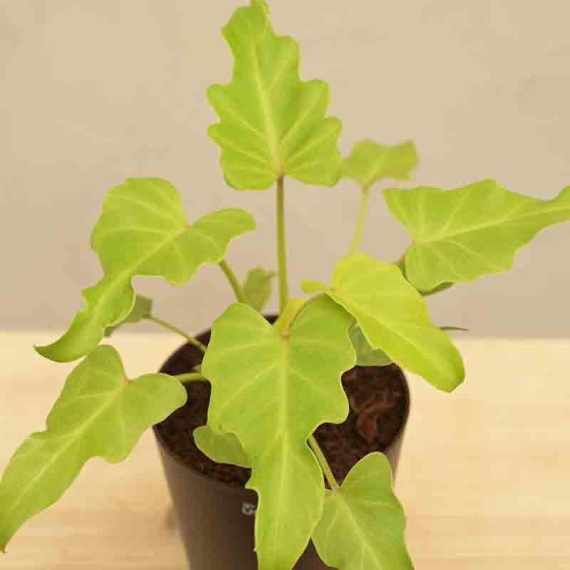 Buy Ugaoo Philodendron Xanadu Plant - Golden Live Plants from Vaaree