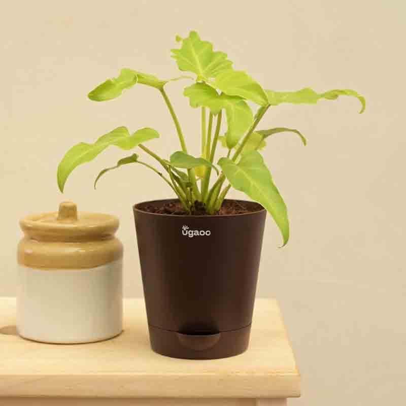 Buy Ugaoo Philodendron Xanadu Plant - Golden Live Plants from Vaaree