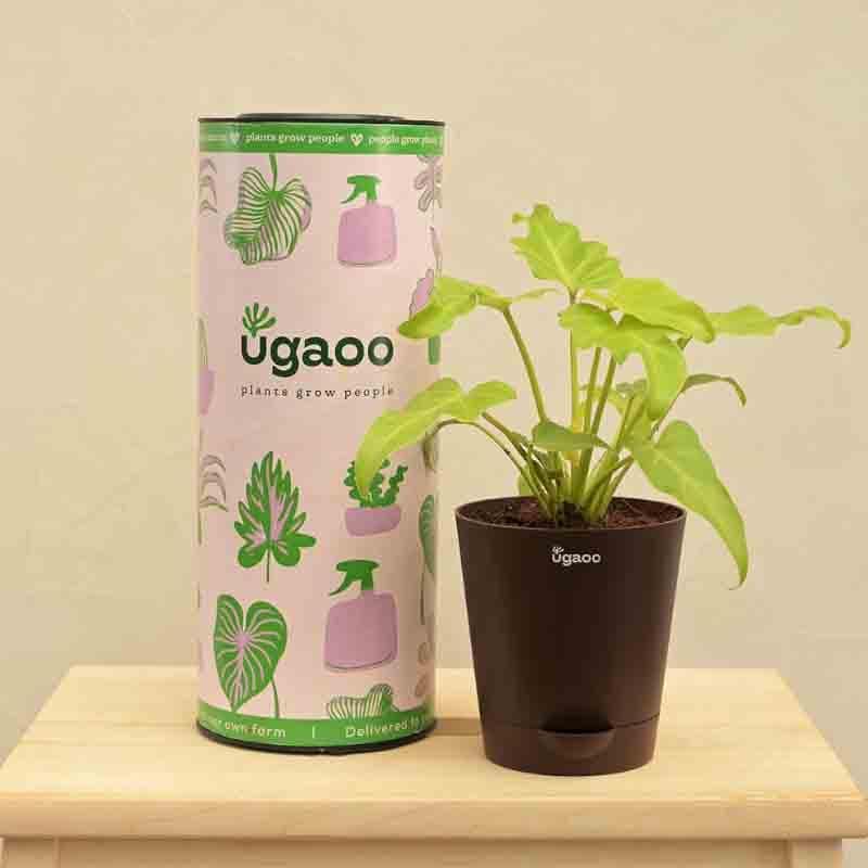 Buy Ugaoo Philodendron Xanadu Plant - Golden Live Plants from Vaaree