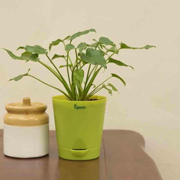 Buy Ugaoo Philodendron Xanadu Plant - Green Live Plants from Vaaree