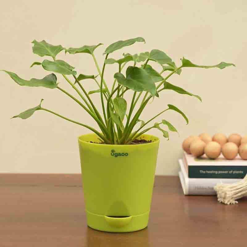 Buy Ugaoo Philodendron Xanadu Plant - Green Live Plants from Vaaree