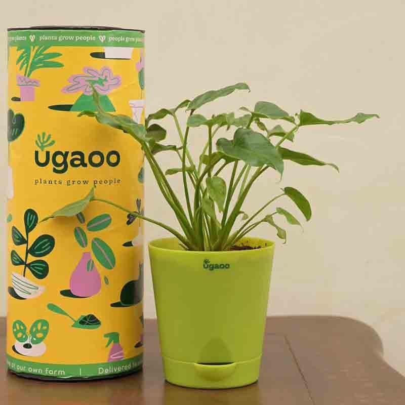 Buy Ugaoo Philodendron Xanadu Plant - Green Live Plants from Vaaree