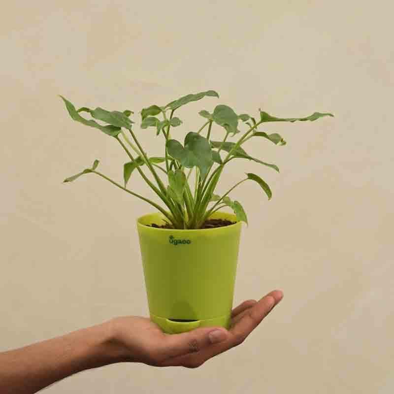 Buy Ugaoo Philodendron Xanadu Plant - Green Live Plants from Vaaree