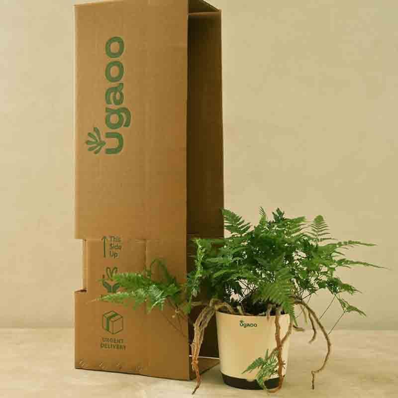 Buy Ugaoo Rabbit's Foot Fern Plant Live Plants from Vaaree