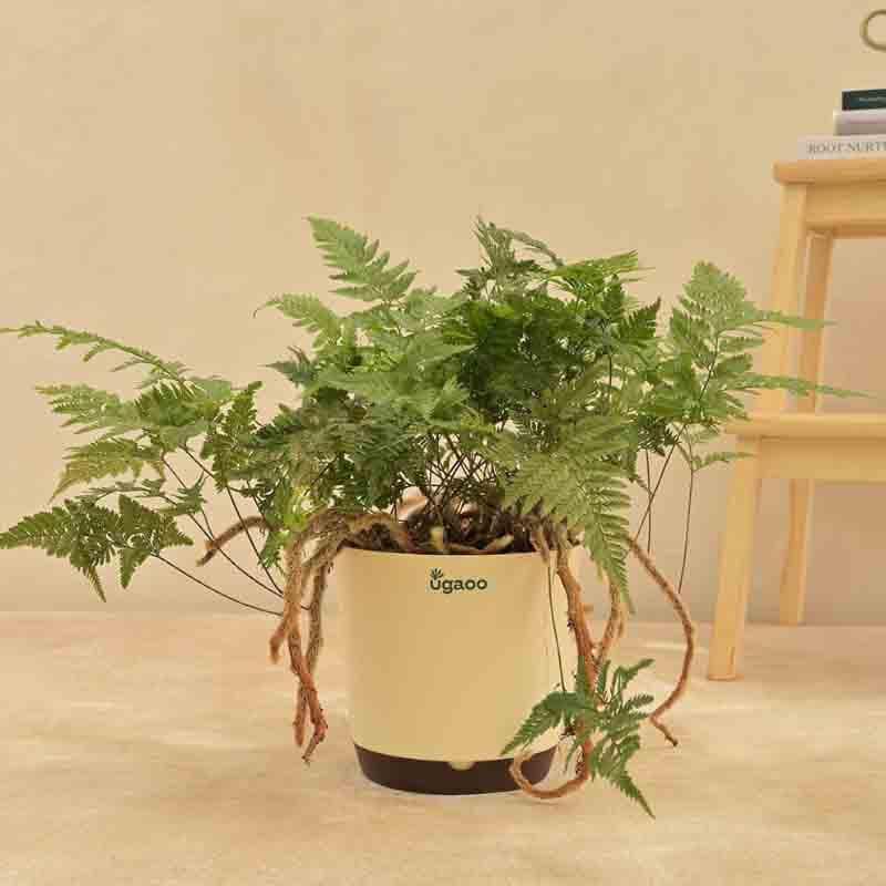 Buy Ugaoo Rabbit's Foot Fern Plant Live Plants from Vaaree