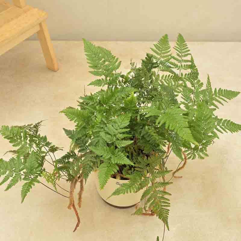 Buy Ugaoo Rabbit's Foot Fern Plant Live Plants from Vaaree