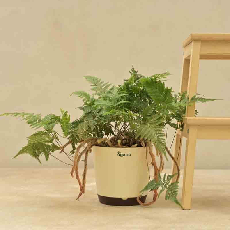 Buy Ugaoo Rabbit's Foot Fern Plant Live Plants from Vaaree