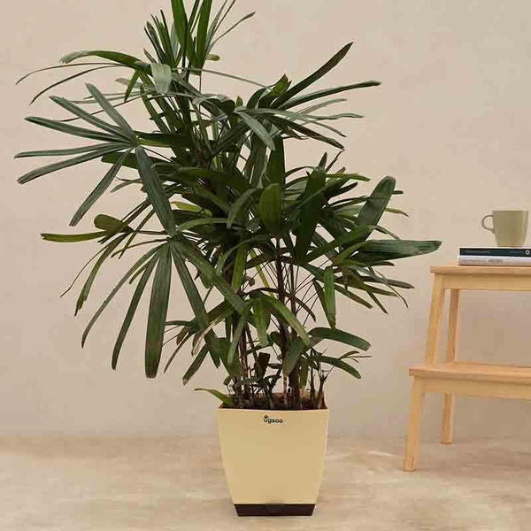 Buy Ugaoo Raphis Palm Plant - XL Live Plants from Vaaree