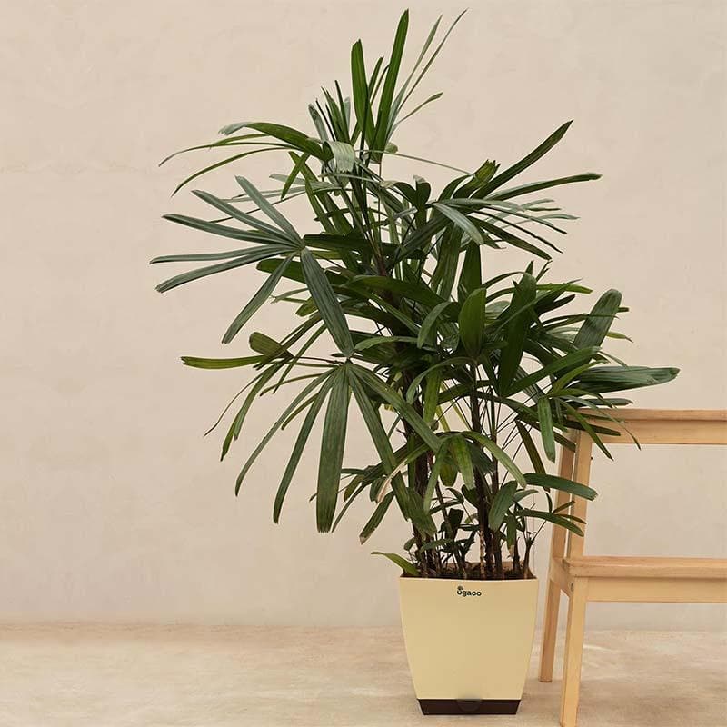 Buy Ugaoo Raphis Palm Plant - XL Live Plants from Vaaree