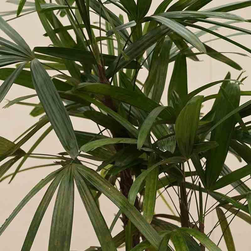 Buy Ugaoo Raphis Palm Plant - XL Live Plants from Vaaree