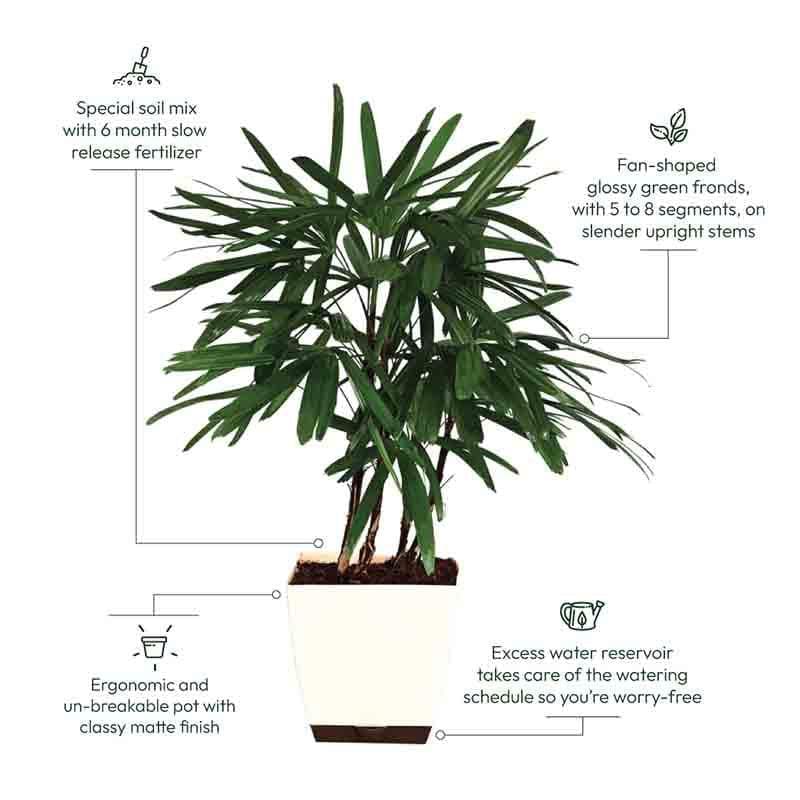 Buy Ugaoo Raphis Palm Plant - XL Live Plants from Vaaree