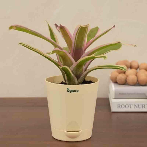 Buy Live Plants - Ugaoo Red Bromeliad Plant at Vaaree online