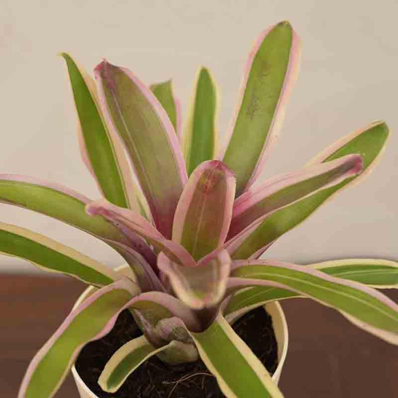 Buy Ugaoo Red Bromeliad Plant Live Plants from Vaaree