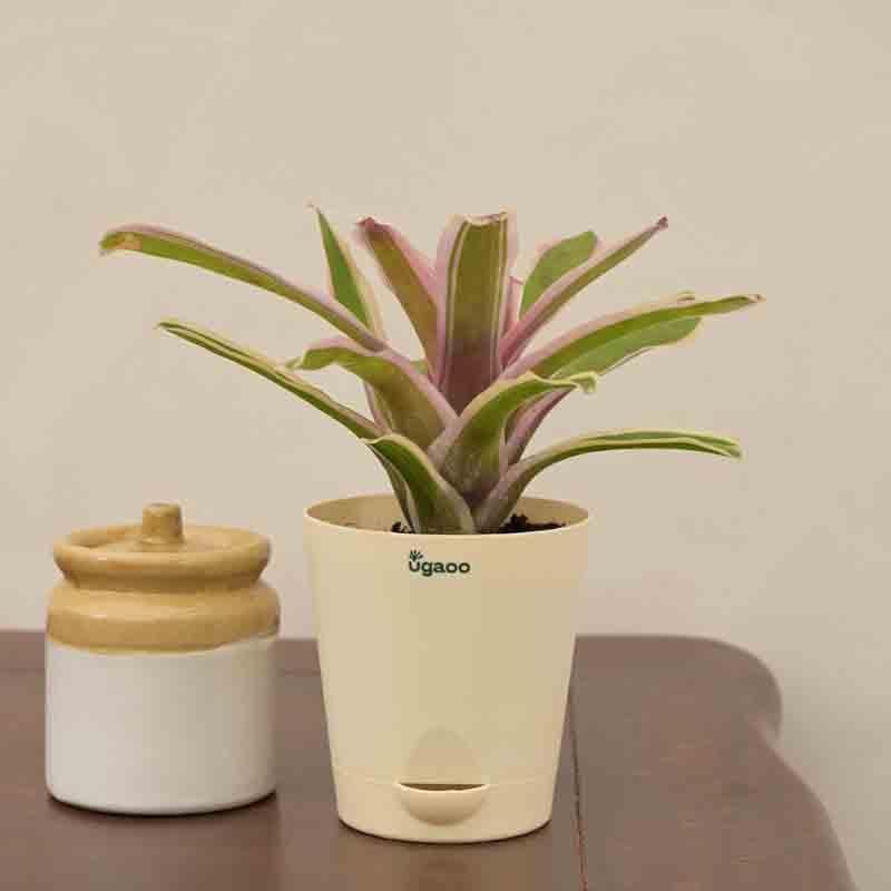 Buy Ugaoo Red Bromeliad Plant Live Plants from Vaaree