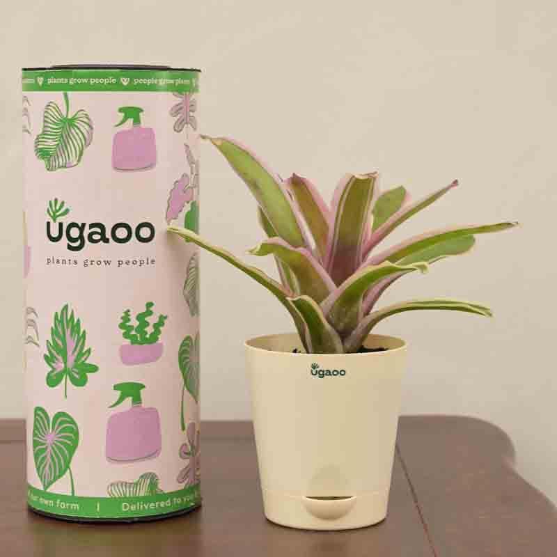 Buy Ugaoo Red Bromeliad Plant Live Plants from Vaaree