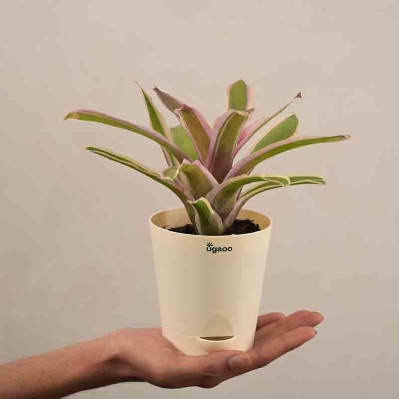 Buy Ugaoo Red Bromeliad Plant Live Plants from Vaaree