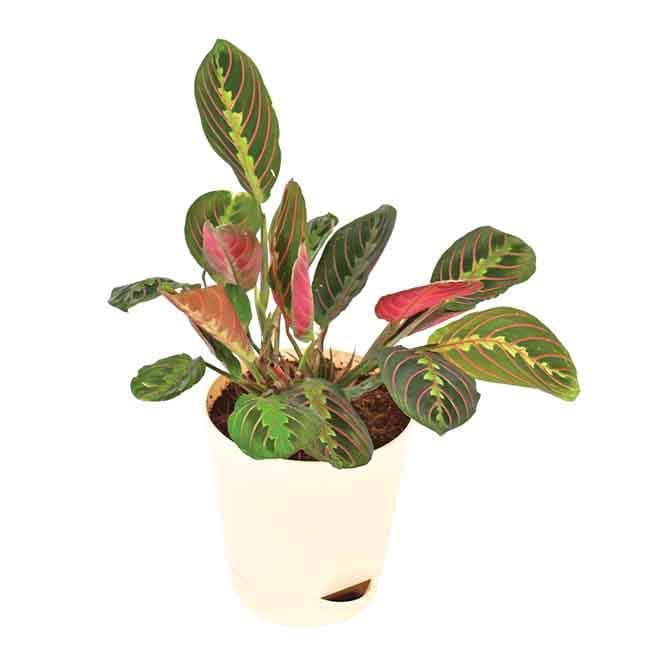 Buy Ugaoo Red Prayer Plant Live Plants from Vaaree