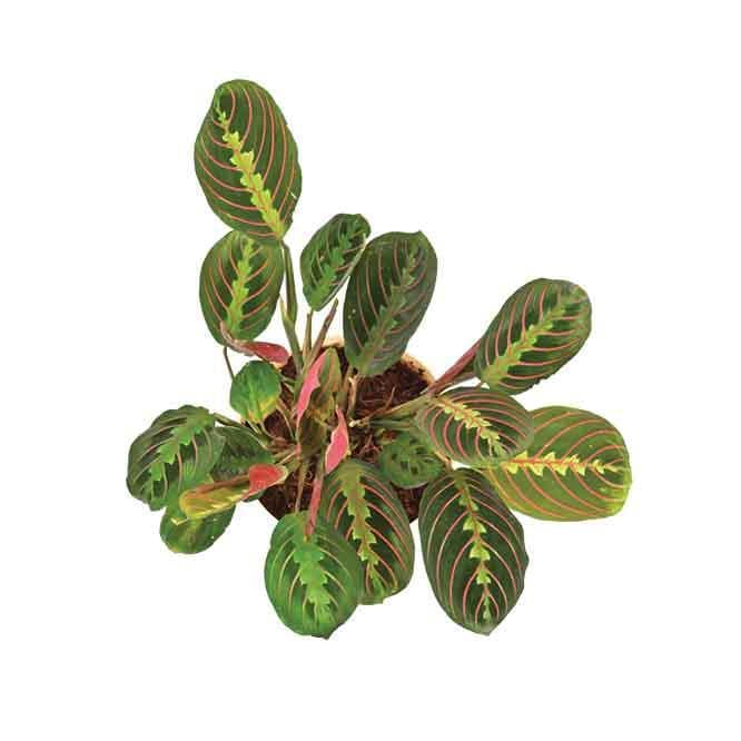 Buy Ugaoo Red Prayer Plant Live Plants from Vaaree