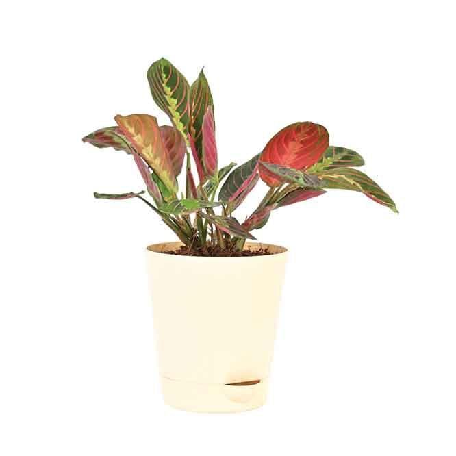 Buy Ugaoo Red Prayer Plant Live Plants from Vaaree