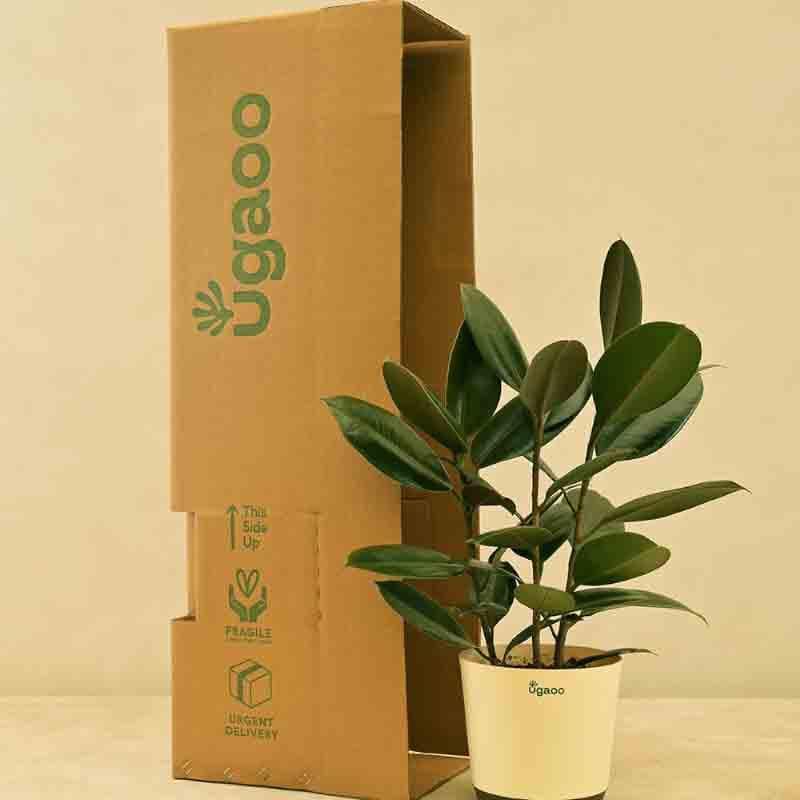 Buy Ugaoo Rubber Plant - Large Live Plants from Vaaree