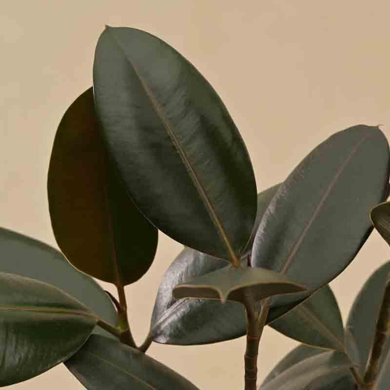 Buy Ugaoo Rubber Plant - Large Live Plants from Vaaree