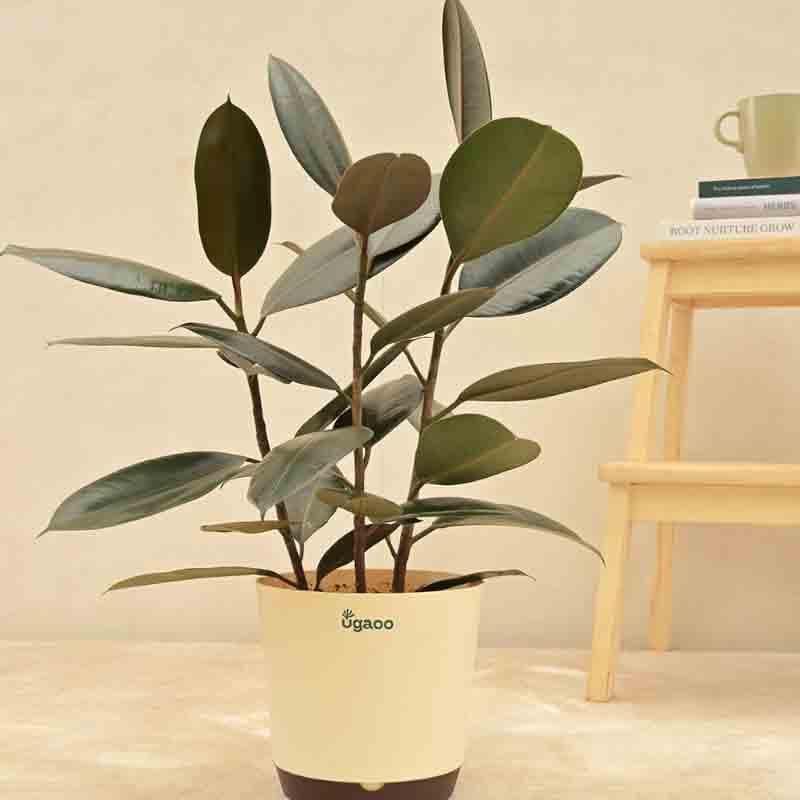 Buy Ugaoo Rubber Plant - Large Live Plants from Vaaree