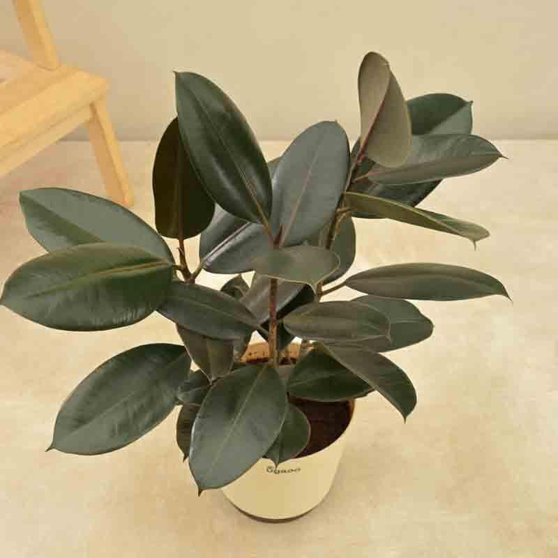 Buy Ugaoo Rubber Plant - Large Live Plants from Vaaree