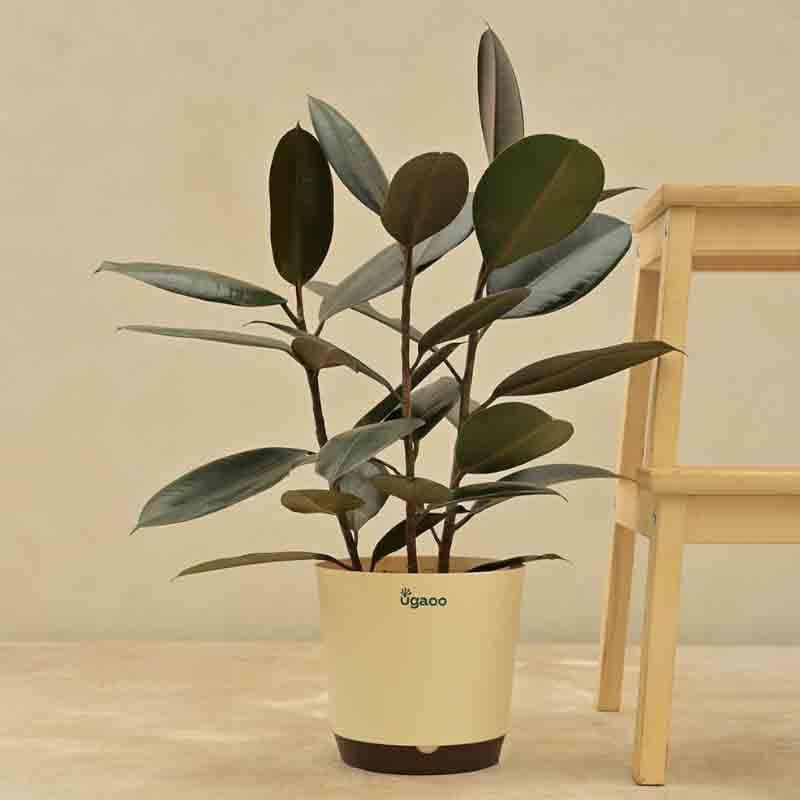 Buy Ugaoo Rubber Plant - Large Live Plants from Vaaree