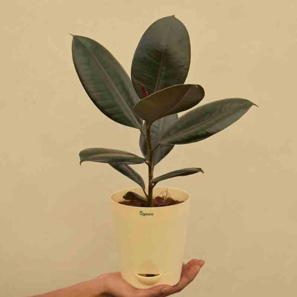 Buy Ugaoo Rubber Plant - Medium Live Plants from Vaaree