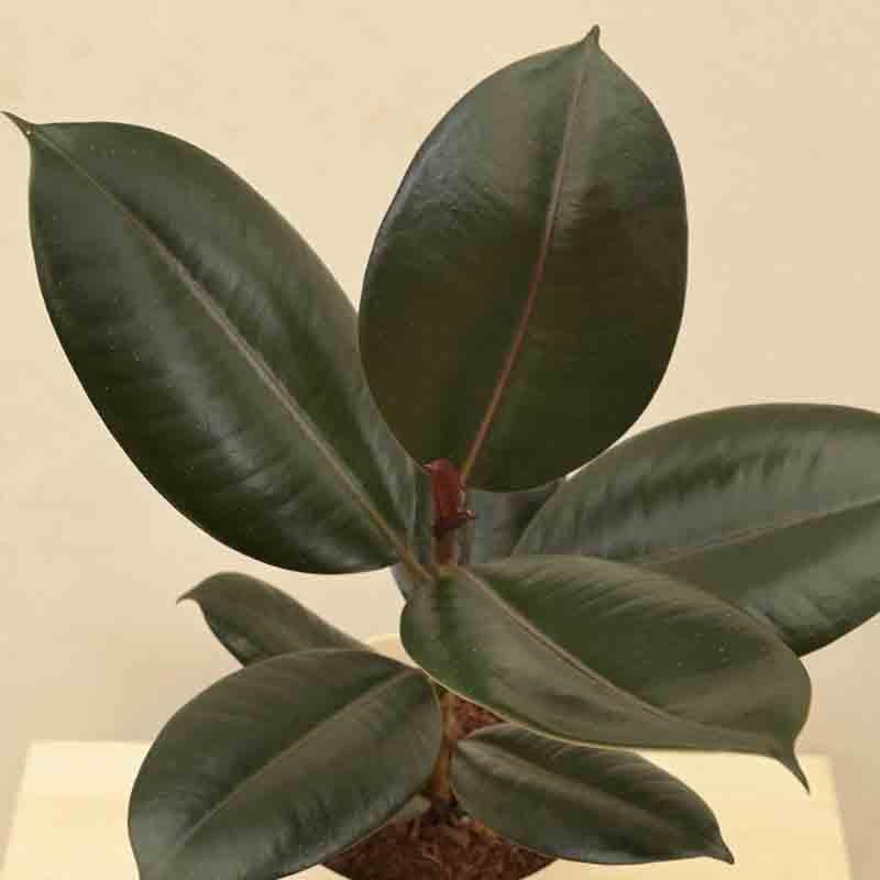 Buy Ugaoo Rubber Plant - Medium Live Plants from Vaaree