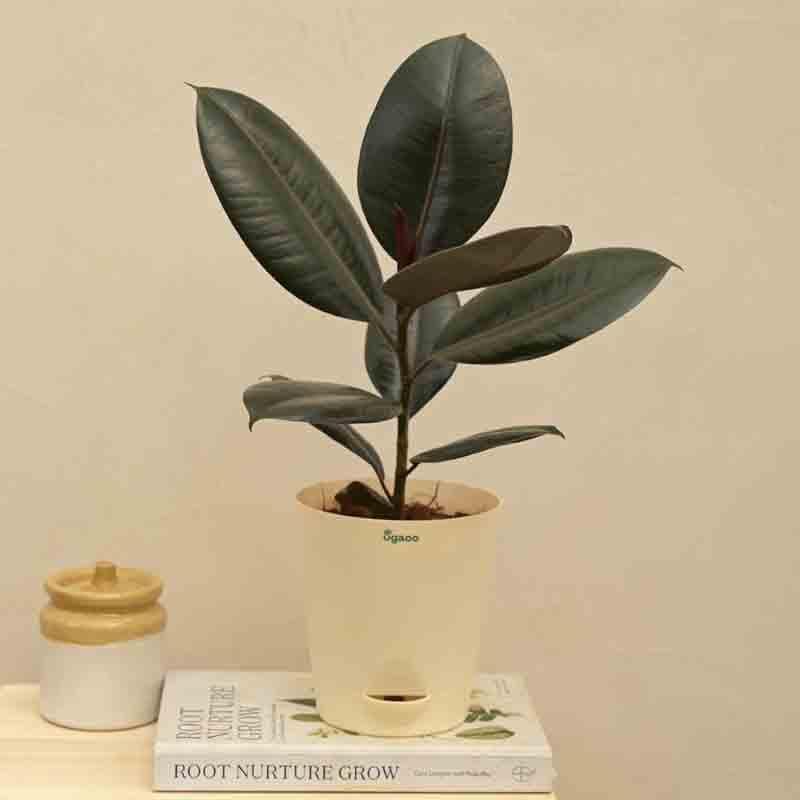 Buy Ugaoo Rubber Plant - Medium Live Plants from Vaaree